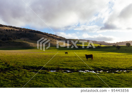 Landscape Near New Norfolk in Tasmania Australia 95443856