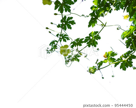 The shoots and flowers of the pumpkin tree isolate On the white background. The shoots and flowers of the pumpkin tree isolate On the white background. 95444450