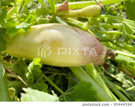 Spoiled zucchini. Disease vegetables on the field. Bad harvest. Agriculture. 95444594