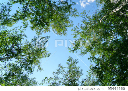 Birch tree branches on blue sky background with copy space for test mock up. Natural background look up 95444660