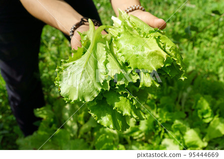 Hand holds fresh light green lettuce, harvesting. Agriculture bio production concept.Non chemicals 95444669