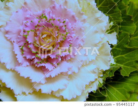 tender cabbage with purple and white center. 95445117