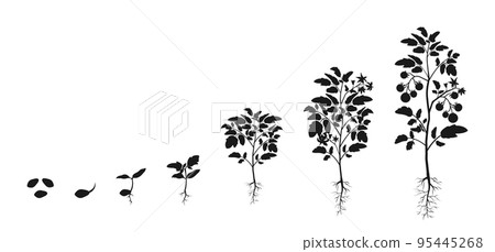 Stages of development of seedlings of tomatoes. Silhouette infographic of growing vegetables. Stages of development of seedlings of tomatoes. Silhouette infographic of growing vegetables. 95445268