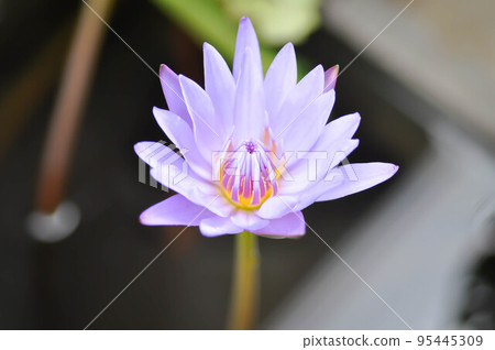 lotus or florescent purple lotus 95445309