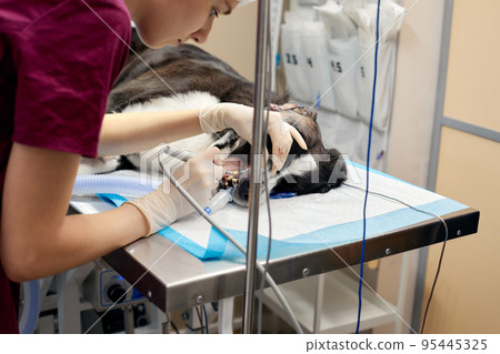 Veterinary dentistry. Dentist surgeon veterinarian treats and removes the teeth of a dog under anesthesia on the operating table in a veterinary clinic. Sanitation of the oral cavity in dogs close-up 95445325