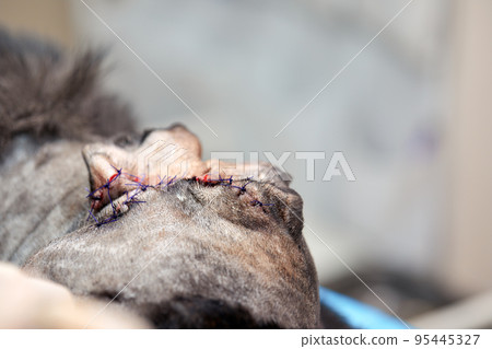 In a modern veterinary clinic, an operation is performed on an animal on the operating table in close-up. Veterinary clinic. 95445327