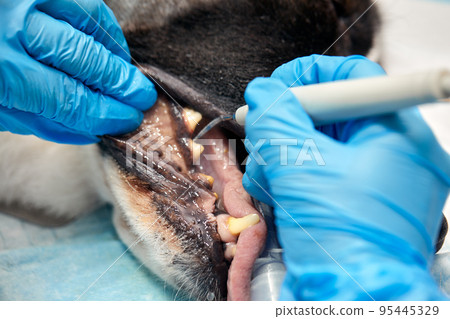 Veterinary dentistry. Dentist surgeon veterinarian treats and removes the teeth of a dog under anesthesia on the operating table in a veterinary clinic. Sanitation of the oral cavity in dogs close-up 95445329