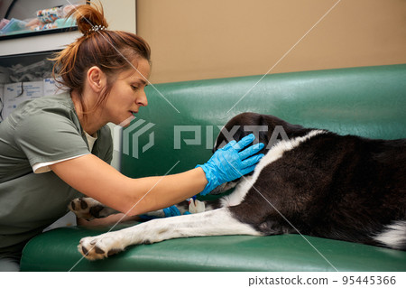 Close-up of male veterinarian giving injection of medication to dog in clinic. Pet vaccination or veterinary treatment concept Close-up of male veterinarian giving injection of medication to dog in clinic. Pet vaccination or veterinary treatment concept 95445366