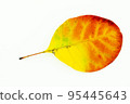 Colorful autumn leaves isolated on white background 95445643