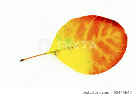 Colorful autumn leaves isolated on white background 95445643