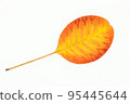 Colorful autumn leaves isolated on white background 95445644