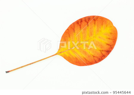 Colorful autumn leaves isolated on white background 95445644