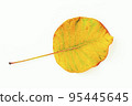Colorful autumn leaves isolated on white background 95445645
