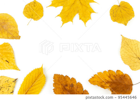 Colorful autumn leaves isolated on white background 95445646
