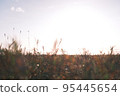 light and meadow 95445654