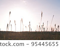 Sunrise and plant silhouettes 95445655