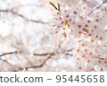 spring cherry blossoms 95445658