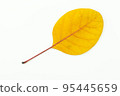 Colorful autumn leaves isolated on white background 95445659