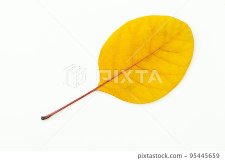 Colorful autumn leaves isolated on white background 95445659