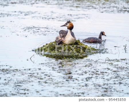 Great Crested Grebe, Podiceps cristatus, water bird sitting on the nest, and one of its cute babies sitting on its back. Nesting time on the green lake Great Crested Grebe, Podiceps cristatus, water bird sitting on the nest, and one of its cute babies sitting on its back. Nesting time on the green lake 95445850