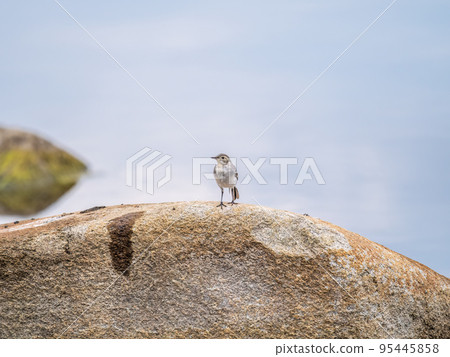 Young white wagtail, Motacilla alba, sitting on lake shore. Portrait of a young common songbird with long tail and black and white feather. Young white wagtail, Motacilla alba, sitting on lake shore. Portrait of a young common songbird with long tail and black and white feather. 95445858