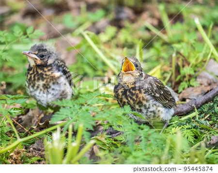 Two fieldfare chicks, Turdus pilaris, have left the nest and are sitting on the spring lawn. Fieldfare chicks sit on the ground and wait for food from its parents. Two fieldfare chicks, Turdus pilaris, have left the nest and are sitting on the spring lawn. Fieldfare chicks sit on the ground and wait for food from its parents. 95445874