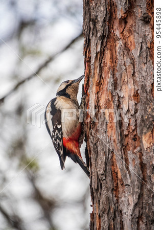 Little woodpecker sits on a tree trunk. The great spotted woodpecker, Dendrocopos major Little woodpecker sits on a tree trunk. The great spotted woodpecker, Dendrocopos major 95445898