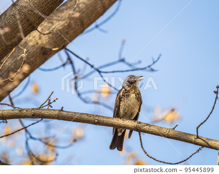 Fieldbird sits on a branch in spring with a blurred background. Fieldbird sits on a branch in spring with a blurred background. 95445899