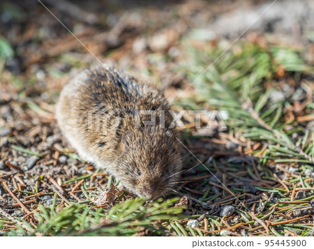 A closeup of a Common vole, Microtus arvalis, on the ground with a blurry background A closeup of a Common vole, Microtus arvalis, on the ground with a blurry background 95445900