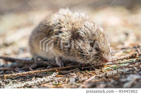A closeup of a Common vole, Microtus arvalis, on the ground with a blurry background A closeup of a Common vole, Microtus arvalis, on the ground with a blurry background 95445902