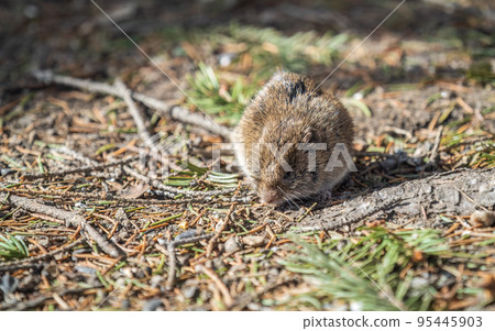 A closeup of a Common vole, Microtus arvalis, on the ground with a blurry background A closeup of a Common vole, Microtus arvalis, on the ground with a blurry background 95445903