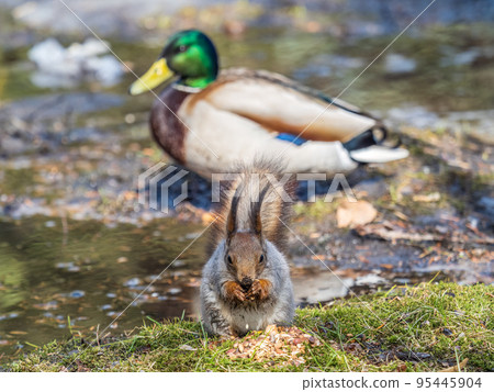 Squirrel in autumn or spring with nut on the green grass with fallen yellow leaves Squirrel in autumn or spring with nut on the green grass with fallen yellow leaves 95445904