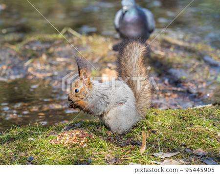 Squirrel in autumn or spring with nut on the green grass with fallen yellow leaves 95445905