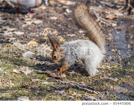 Squirrel in autumn or spring hides nuts on the green grass with fallen yellow leaves Squirrel in autumn or spring hides nuts on the green grass with fallen yellow leaves 95445906