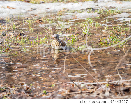 Thrush takes a bath in a puddle. The bird swims in the water Thrush takes a bath in a puddle. The bird swims in the water 95445907