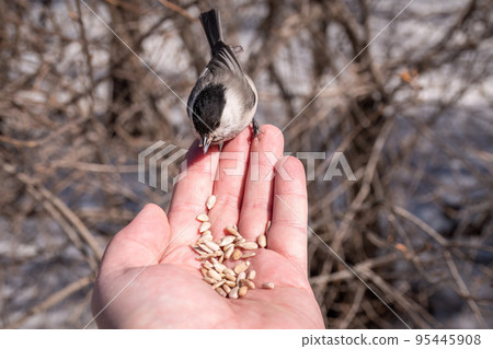A willow tit sits on hand and eats seeds. Hungry bird willow tit eating seeds from a hand in winter or autumn A willow tit sits on hand and eats seeds. Hungry bird willow tit eating seeds from a hand in winter or autumn 95445908