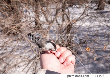 A willow tit sits on hand and eats seeds. Hungry bird willow tit eating seeds from a hand in winter or autumn A willow tit sits on hand and eats seeds. Hungry bird willow tit eating seeds from a hand in winter or autumn 95445909