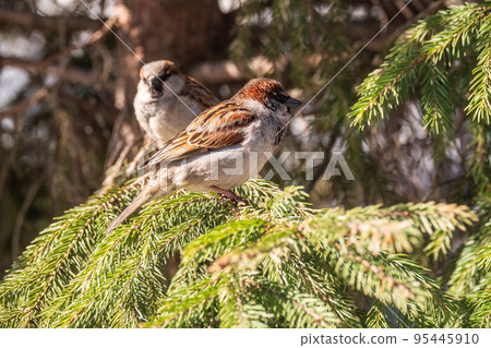 Sparrow sits on a fir branch in the sunset light. Sparrow sits on a fir branch in the sunset light. 95445910
