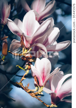 Pink Magnolia Tree with Blooming Flowers during Springtime 95445976