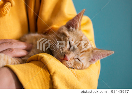 Cute ginger kitten sleeps 95445977