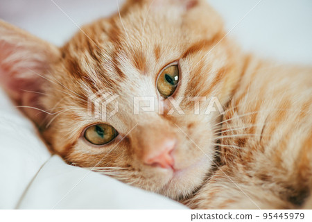 Cute ginger kitten licks 95445979