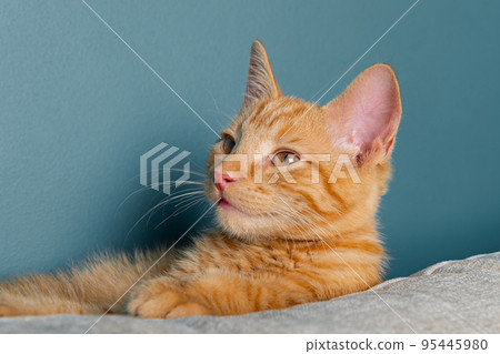 Cute ginger kitten washes 95445980