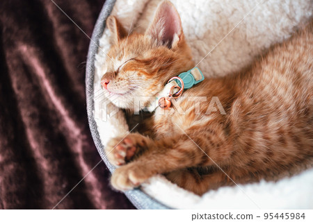 Cute ginger kitten sleeps 95445984