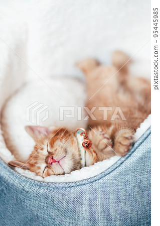 Cute ginger kitten sleeps Cute ginger kitten sleeps 95445985