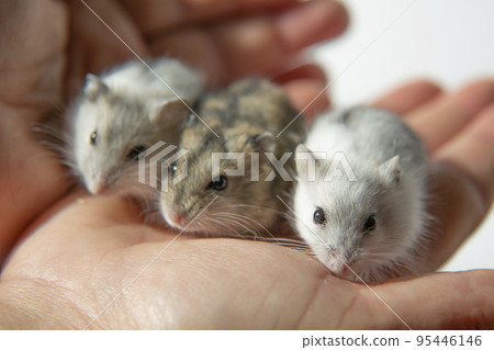 Cute young hamsters in the caring hands of the owner. Cute young hamsters in the caring hands of the owner. 95446146
