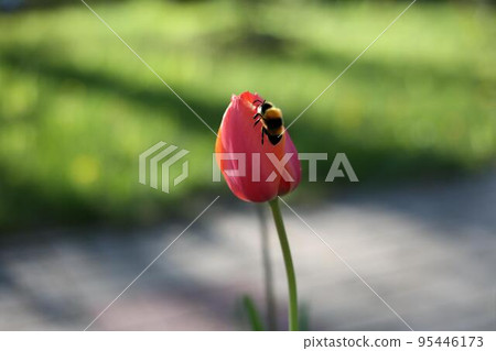 Bee sits on a red tulip in the garden. Insect pollinates a flower Bee sits on a red tulip in the garden. Insect pollinates a flower 95446173
