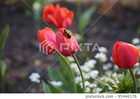 Bee sits on a red tulip in the garden. Insect pollinates a flower Bee sits on a red tulip in the garden. Insect pollinates a flower 95446176
