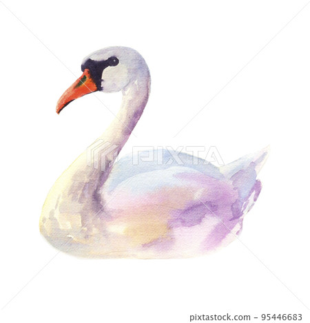 Watercolor swan on an isolated white background 95446683