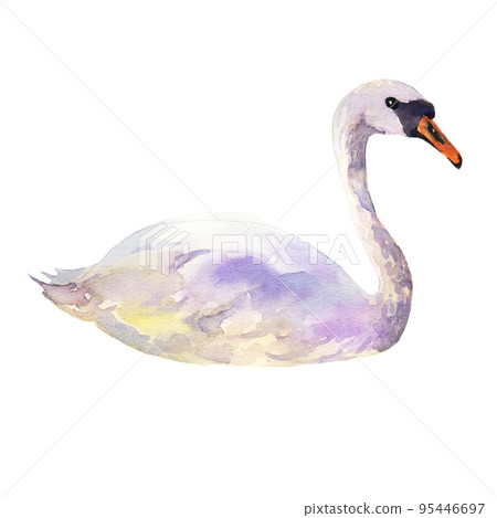 Watercolor swan on an isolated white background Watercolor swan on an isolated white background 95446697