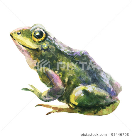 Watercolor green frog isolated on white background. 95446708